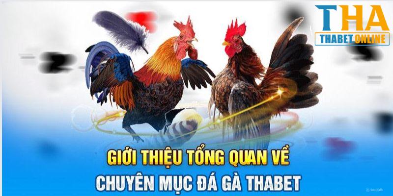 Thông tin giới thiệu về đá gà Thabet đến thành viên khắp nơi